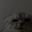 Cute Cat Wallpaper For Iphone: Hướng Dẫn Tìm Kiếm, Tải Về Và Tùy Chỉnh Để Có Màn Hình Đẹp Như Mơ