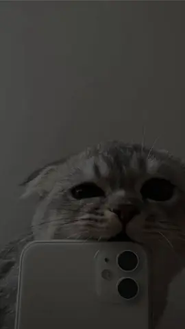 Cute Cat Wallpaper For Iphone Cute Cat Wallpaper For Iphone