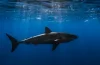 Great White Shark Wallpaper Iphone: Hướng Dẫn Tải, Cài Đặt Và Tối Ưu Hình Nền Cá Mập Trắng Đậm Chất