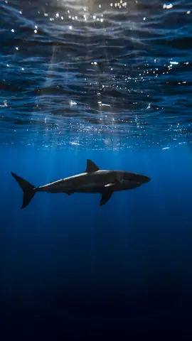 Great White Shark Wallpaper Iphone